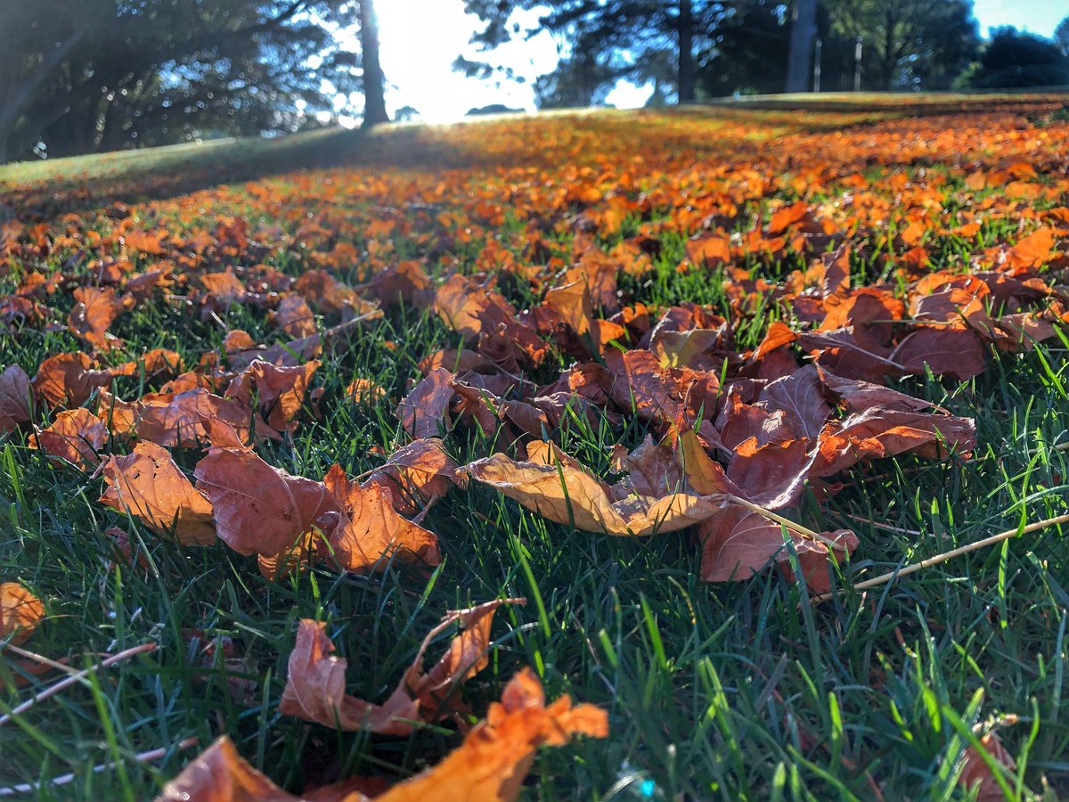 Bundogs's tweet photo. Cracker of a day #loveautumn #warrnamboolbotanicgardens #acernegundo https://t.co/c4M9mDWPFW