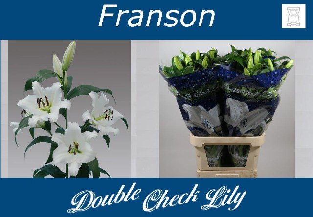 VermeulenGerard's tweet photo. Mooie zware witte #lelie #Franson op #klok1 @DoubleCheckLily knop 5+ en 30 stelen per fust. #zitgeenwoordfransbijtoch https://t.co/FLaxNgSW0o
