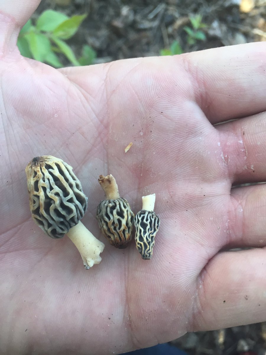 HilbillyHomeboy's tweet photo. @110sparky could only find some dried out ones..! Only a matter of time! https://t.co/9hz5L3JiSk
