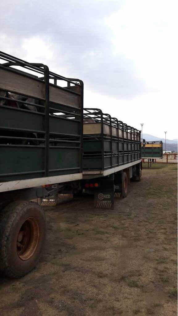 NituPerez's tweet photo. Sucedió en Guárico ( San Juan de los Morros, Alcabala los Flores ) este ganado se destinaba al matadero de Turmero en Aragua, al productor le confiscan 15 toros basándose en un decreto estatal mediante el cual los productores deben regalar el 15% de su trabajo a la revolución https://t.co/SUB6M5ZPn5