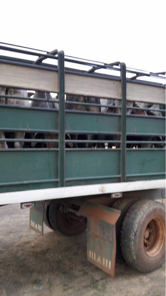 NituPerez's tweet photo. Sucedió en Guárico ( San Juan de los Morros, Alcabala los Flores ) este ganado se destinaba al matadero de Turmero en Aragua, al productor le confiscan 15 toros basándose en un decreto estatal mediante el cual los productores deben regalar el 15% de su trabajo a la revolución https://t.co/SUB6M5ZPn5