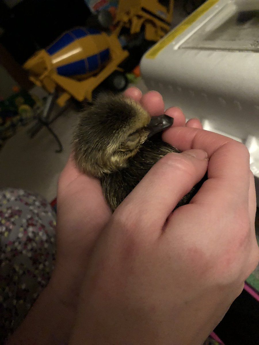 JosephDavisEDU's tweet photo. Life has found a way for three orphaned goslings at #DavisAcres https://t.co/Lj6WnJaWNa