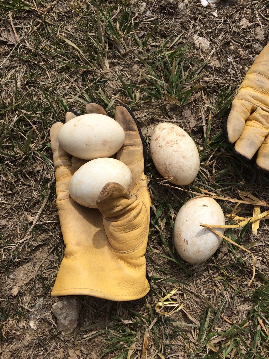 JosephDavisEDU's tweet photo. Life has found a way for three orphaned goslings at #DavisAcres https://t.co/Lj6WnJaWNa