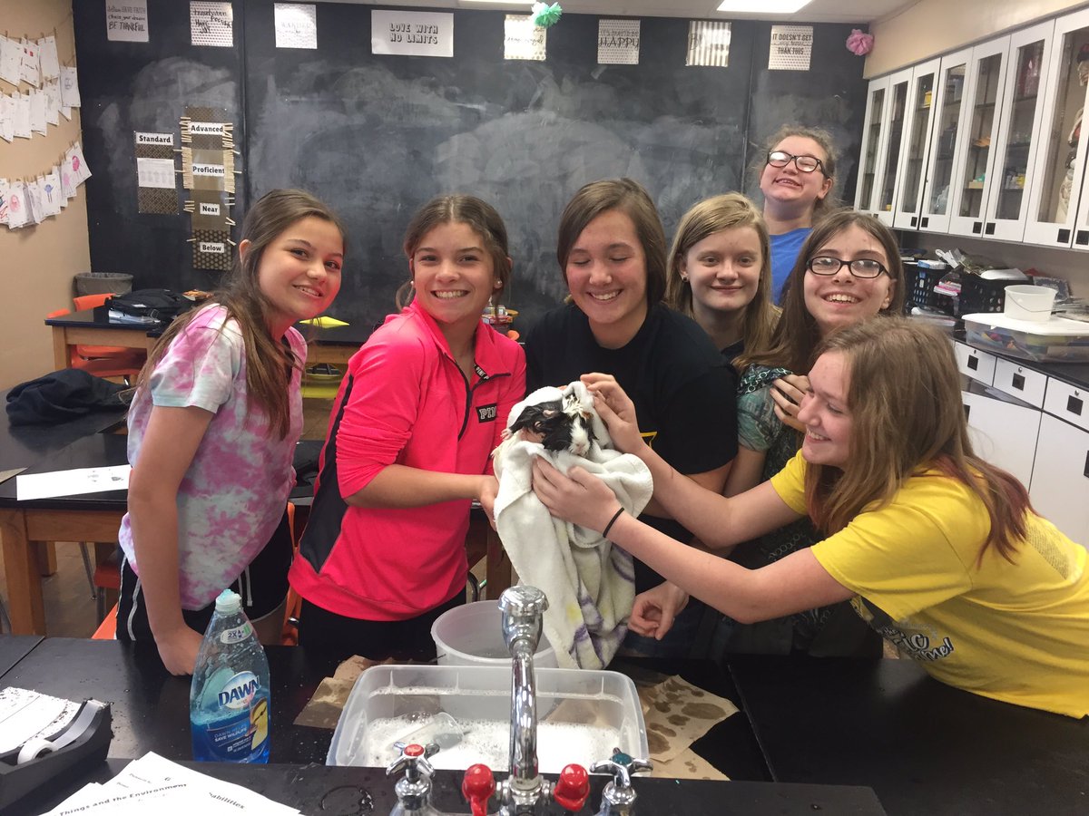 MrsDavisonFHS's tweet photo. I love how my students really make Gertrude the Guinea Pig part of our daily learning community! Friday was bath time in Academic Lab! 🐹🛁🤷🏼‍♀️#fmsteach https://t.co/mjB906BN7t