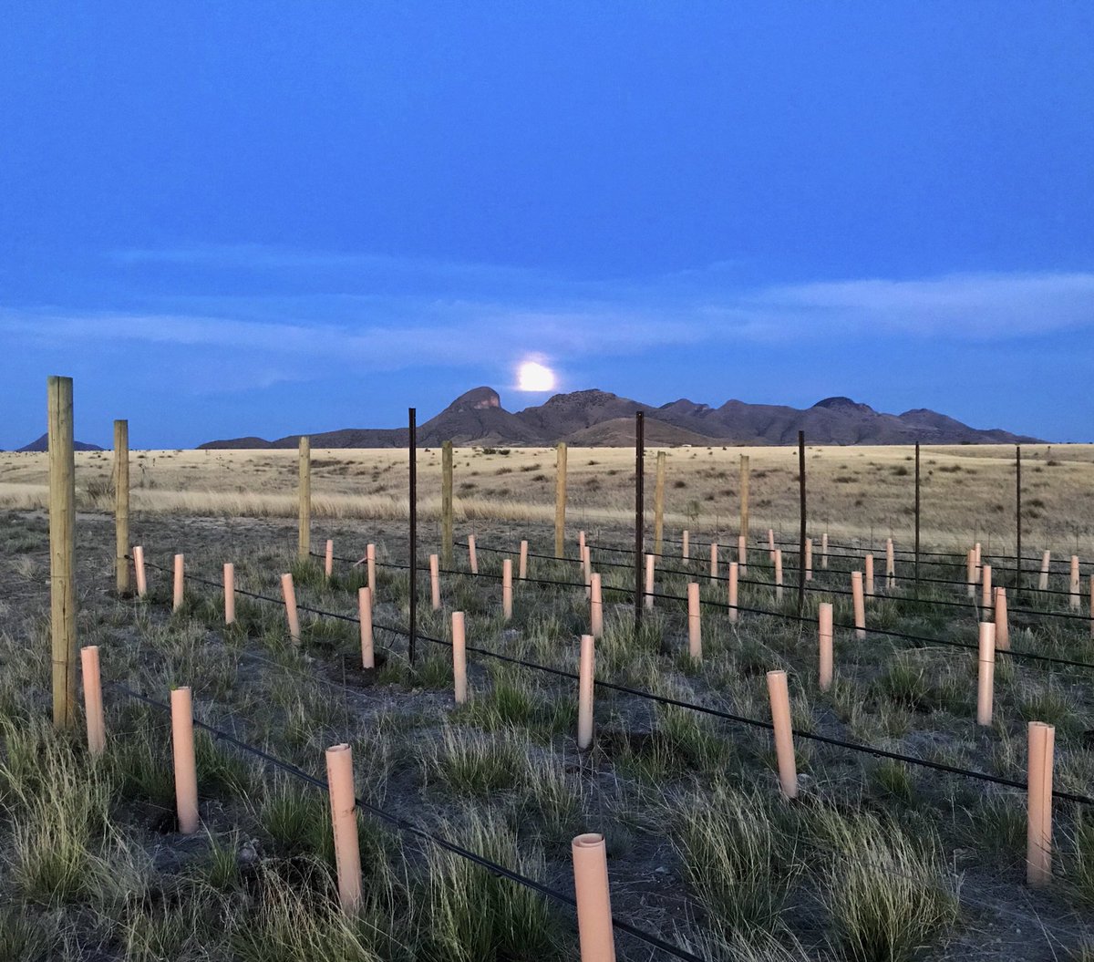 The moon rises over the vineyard, ending another great weekend at Rune. Thanks to everyone who has come out and supported what we do! #azwine #arizonawine