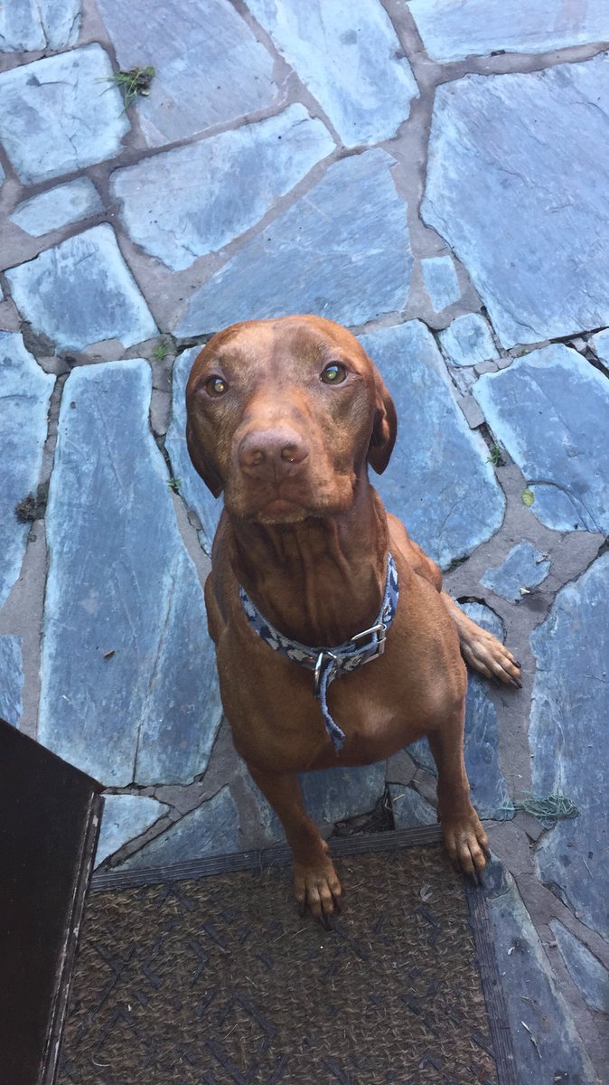 _XimeGuzman's tweet photo. Sos tan lindo!! Feliz día Sawyer! #DiaDelAnimal https://t.co/9UPoOGqKqN