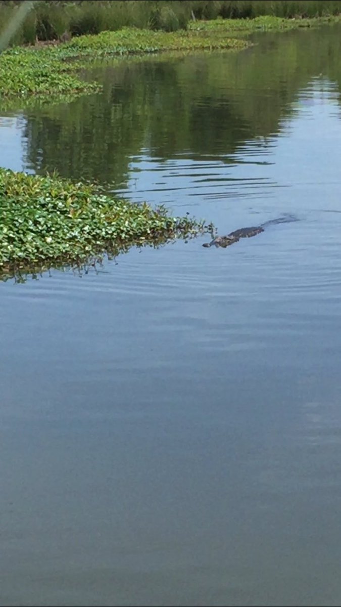 Fishstix76's tweet photo. Lake Fork Alligator!! https://t.co/td63tZh8nW
