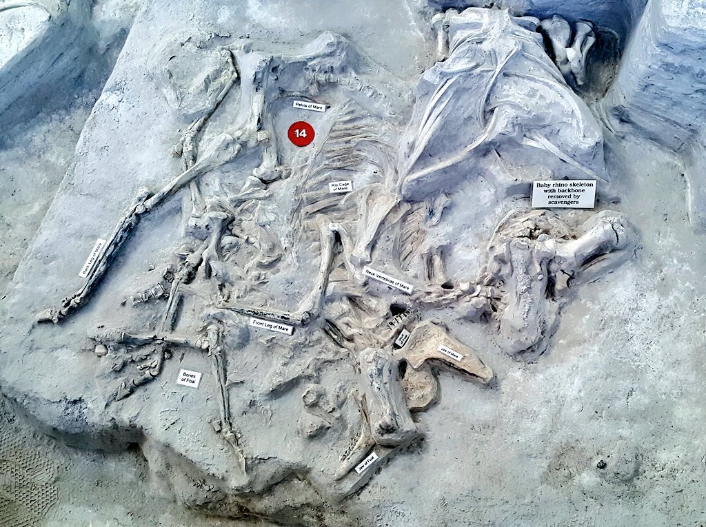 paleeoguy's tweet photo. Although there is little skeletal evidence of carnivores at #AshfallFossilBeds, they left evidence of their presence in other ways. Next to these horse skeletons (a mare and foal) is a baby #Teleoceras with its spine torn out by scavengers. (13/ )
#AMMP11 https://t.co/2r4yT5YNbs