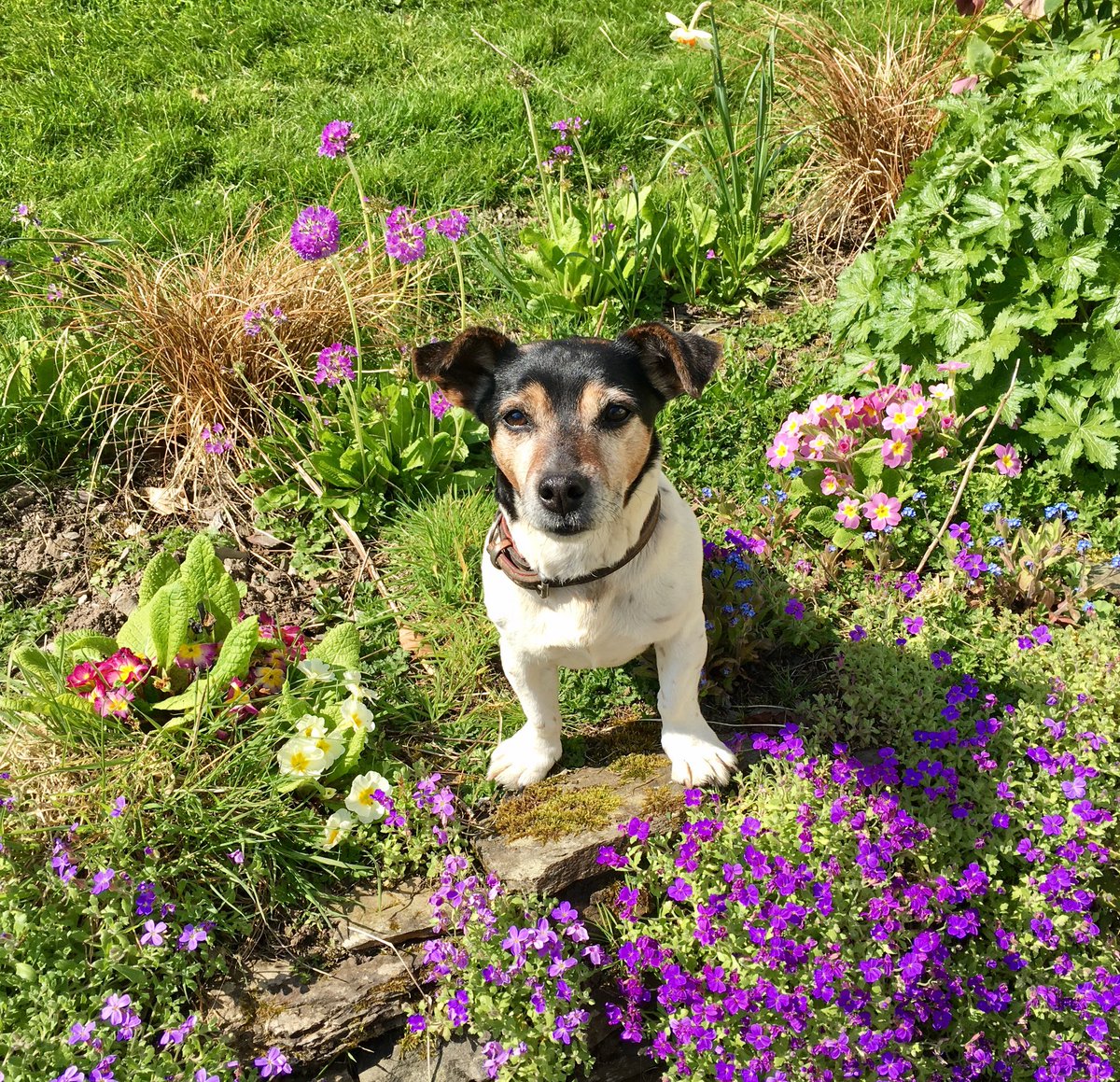 Stockham_Farm's tweet photo. Proud to be “excellent” #dogfriendly #ExmoorNationalPark  #holiday #accommodation - this guy thinks so too! https://t.co/smrDGEI3SK https://t.co/t4ZDKw3yZ5