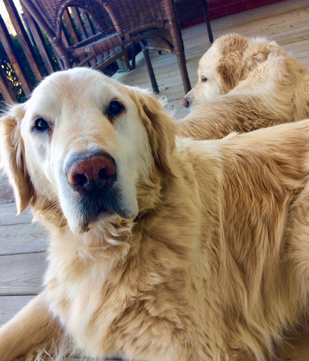DowneyLaurie's tweet image. Sunday Funday...all tuckered out 🐾🐾 #frontporchvibes #adogslife #goldenretrievers