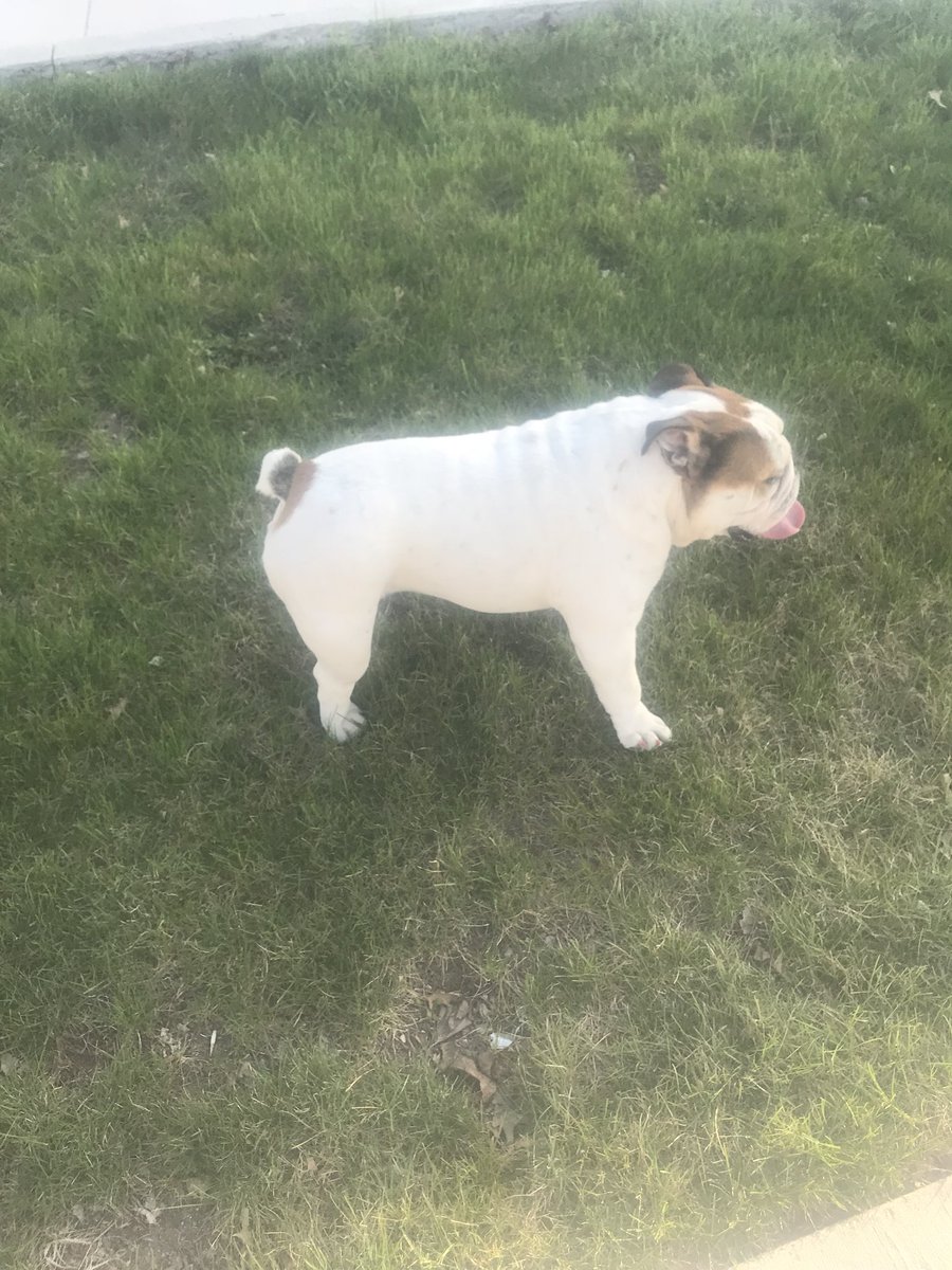 mbbbow's tweet photo. Today Bow-Z went for a long walk with her brother Rollo and sister Nilla by another mother #DrakeBeautifulBulldog #PellaTulipTime https://t.co/PUJWzLzbR8