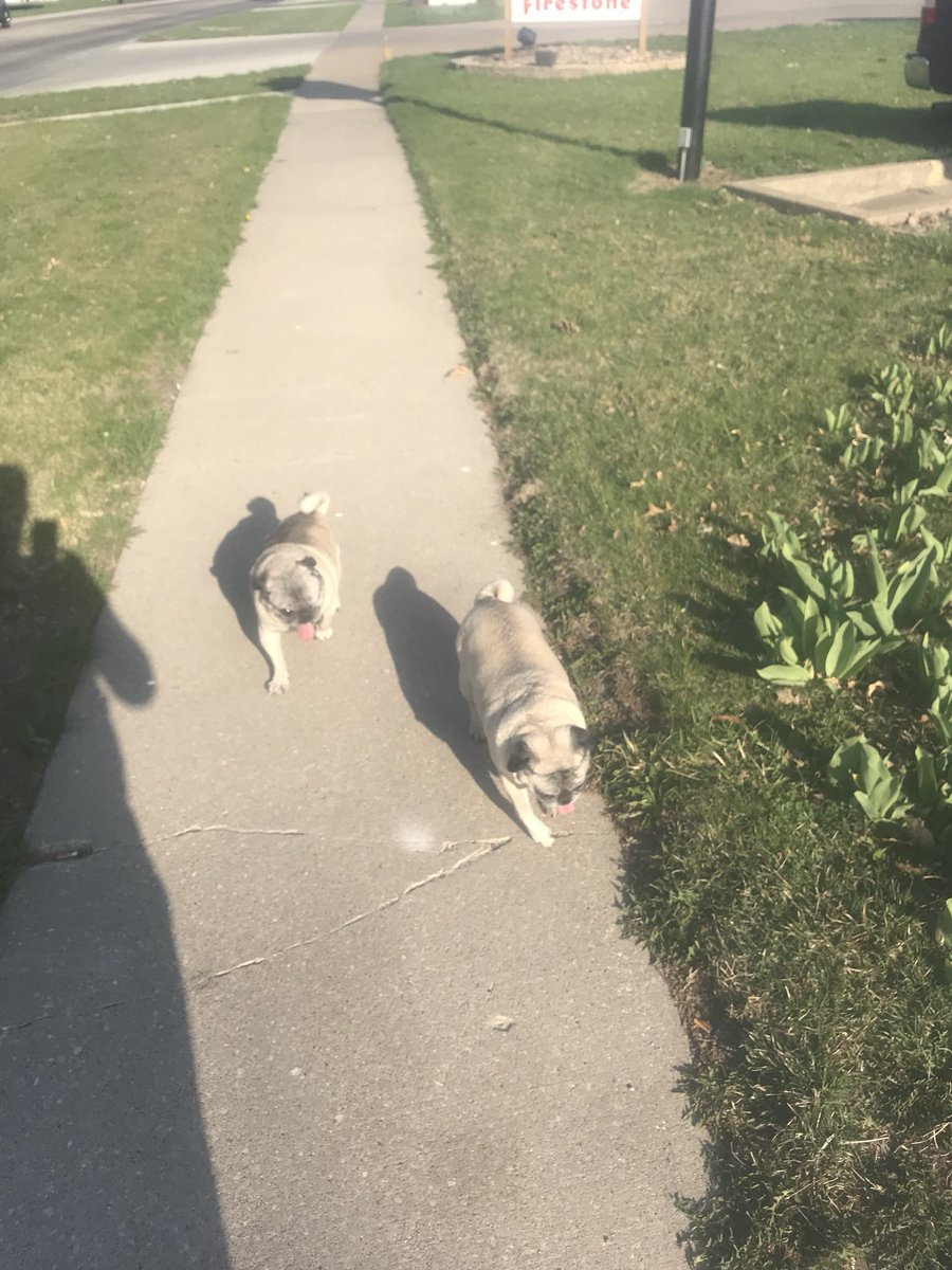 mbbbow's tweet photo. Today Bow-Z went for a long walk with her brother Rollo and sister Nilla by another mother #DrakeBeautifulBulldog #PellaTulipTime https://t.co/PUJWzLzbR8