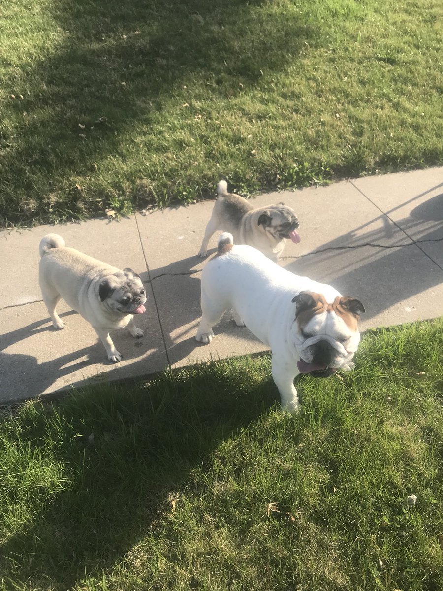 mbbbow's tweet photo. Today Bow-Z went for a long walk with her brother Rollo and sister Nilla by another mother #DrakeBeautifulBulldog #PellaTulipTime https://t.co/PUJWzLzbR8