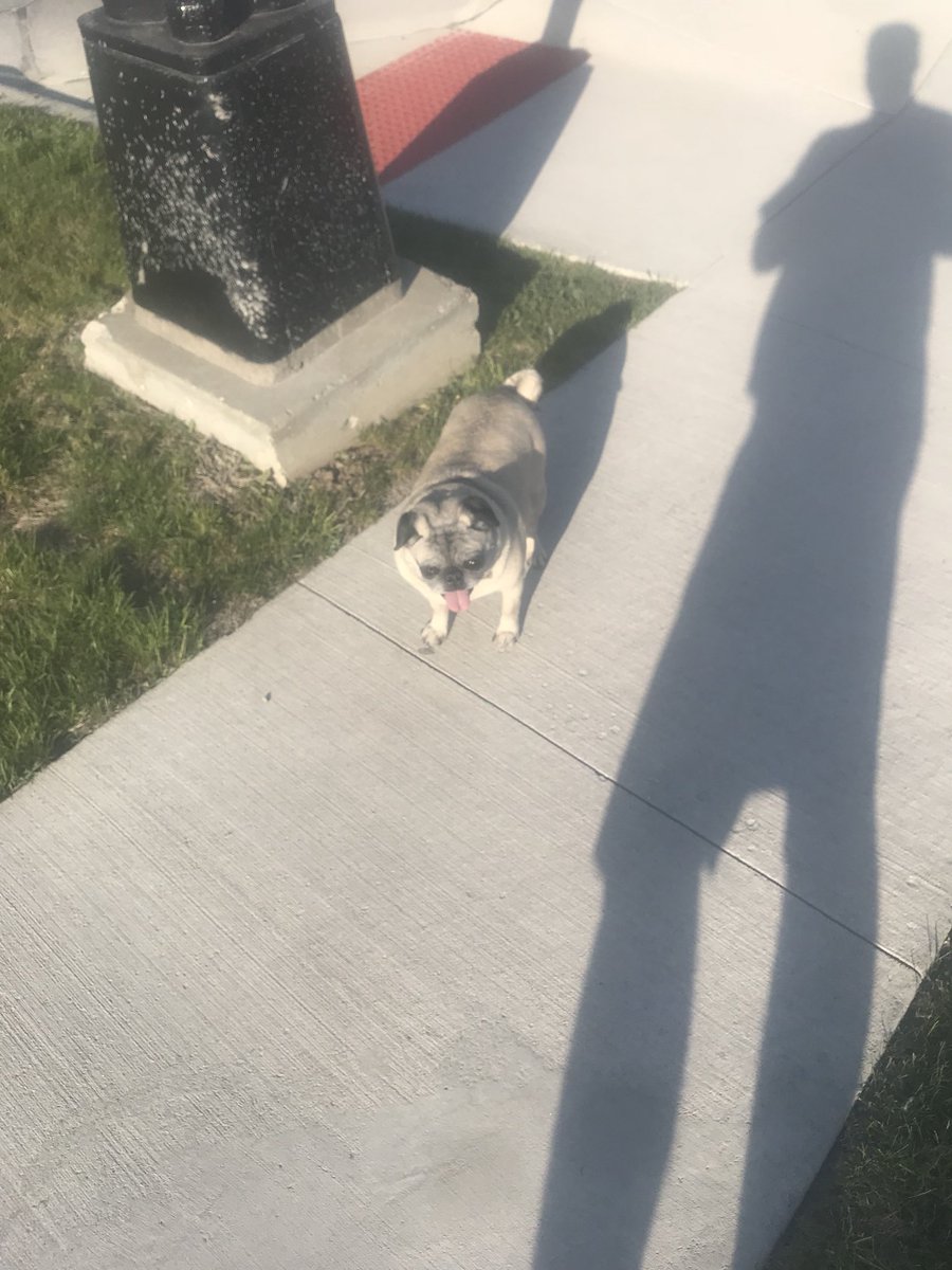 mbbbow's tweet photo. Today Bow-Z went for a long walk with her brother Rollo and sister Nilla by another mother #DrakeBeautifulBulldog #PellaTulipTime https://t.co/PUJWzLzbR8