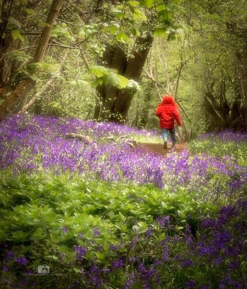 photonayy's tweet photo. #WexMondays #weekendphotos #bluebells #woodlands #woods #jessops #nature #macro #closeups #stafforshire #incameramotion #insects #people #walks #art #dailyphoto #daily #nikond7200 #sigma105mm #springwatch #spring #countryfile #countryside https://t.co/ThduxYVhl9