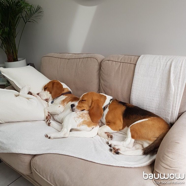 Bauwowworld's tweet photo. Hudson & Bear: We are not allowed on this sofa!.....but mum thinks we are too tired to move! #BWR2 #BEAGLELANDIA #DOGSOFBAUWOW #DogsOfBauwow #TheDailyBark https://t.co/D2iLbQLxm6