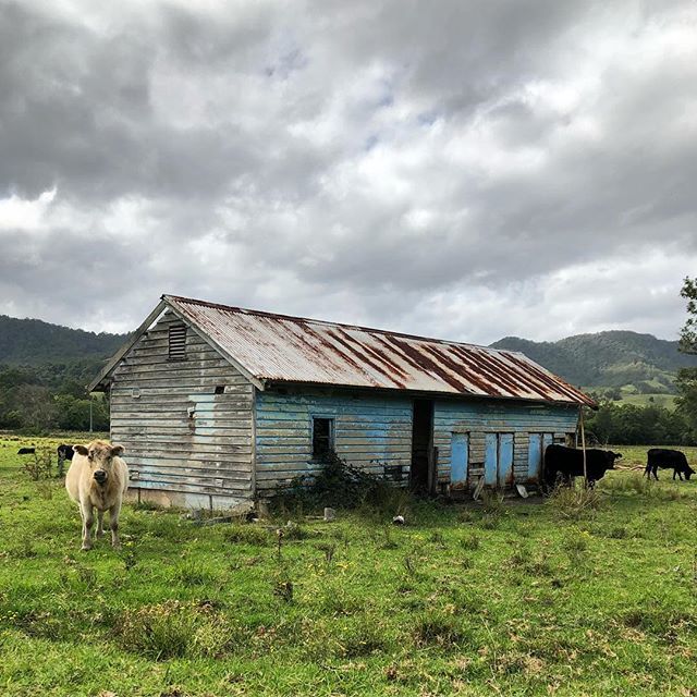 BiaraChews's tweet photo. I just can’t drive past a cow + rustic shed combination without grabbing a pic. 🐮 
#cows #cowsofinstagram #cowshed #whitecow #blueshed https://t.co/FtNRoQVWU5 https://t.co/qD2nSxsMXK
