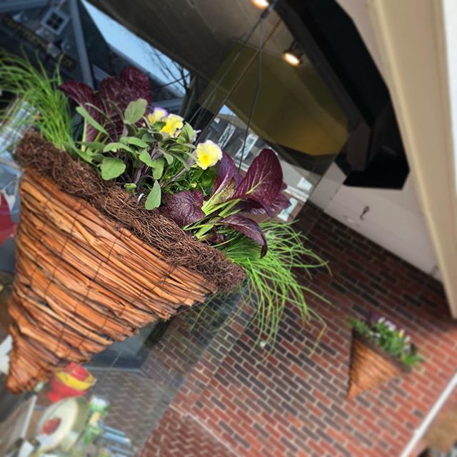 rpeal's tweet image. Thanks to @angelaconfirmed for helping us get ready for the @falmouthvillagema annual Falmouth in Bloom with our edible flower baskets. Be sure to drop and ask what’s in them. . . . . . #LerouxKitchen #CapeCod #ShopLocal #CapeThings #ShopLocalCapeCod #My… ift.tt/2jiJVWr