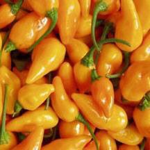 VUbrew's tweet photo. Every Thursday at 3, we release our weekly Small Batch.  Here's an early hint for what this week is.  Any guesses? #vubrew #craftbeer #sneakpeek #hotstuff https://t.co/KmQns9OHbe