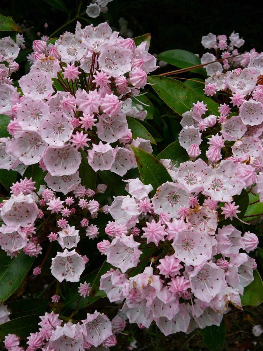 花 フリー画像 Homu Interia 花 フリー画像 Homu Interia