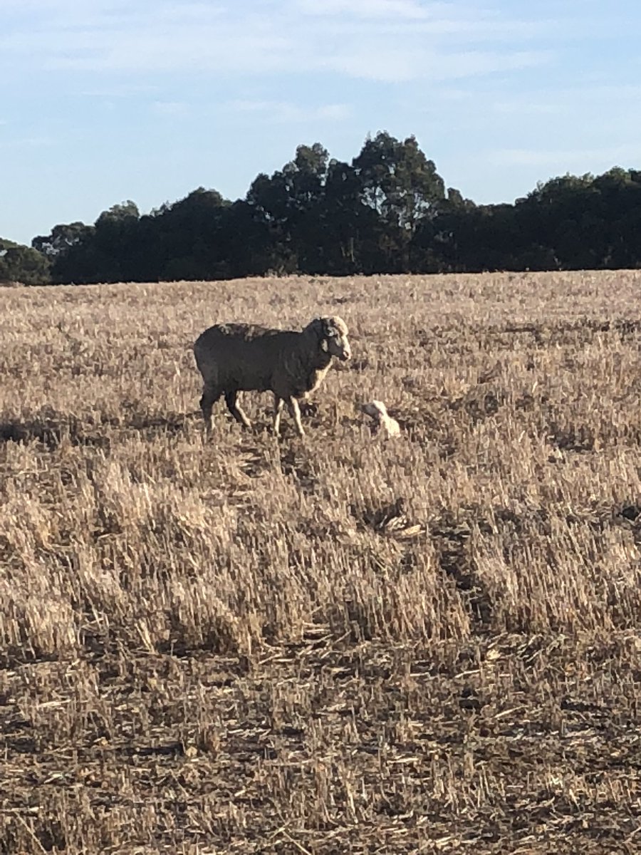 BradMclean90's tweet photo. #lamb18 had starting a bit early here? Haven’t even preg tested yet!! 🤔 🐑 https://t.co/fro72JDlkQ