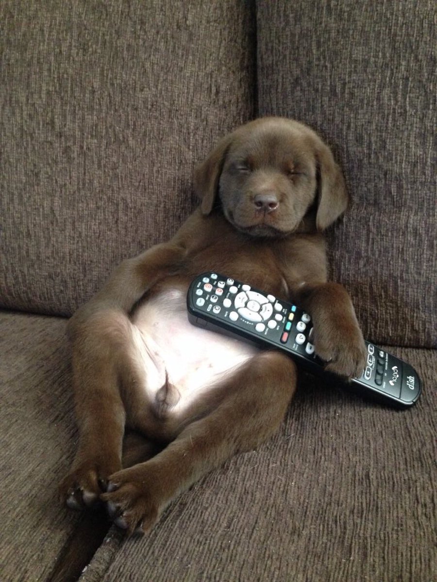 dog_rates's tweet photo. This is Mossy. She stole the remote and then fell asleep making everyone watch what she wanted. A very frustrating situation. Still 12/10 https://t.co/o0KkGD10W5