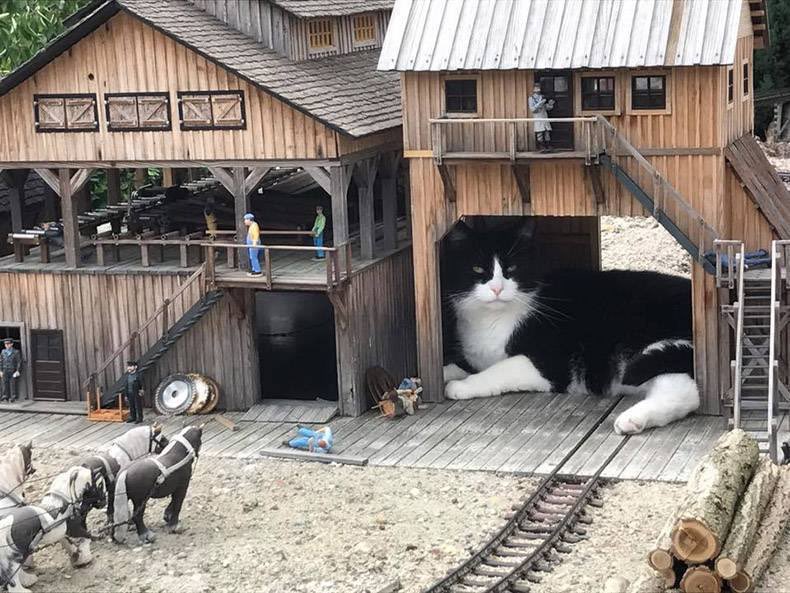 駅に化け猫が現れた Wミニチュアの中に上手に隠れる猫が可愛すぎ 話題の画像プラス