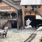 駅に化け猫が現れた？!wミニチュアの中に上手に隠れる猫が可愛すぎw