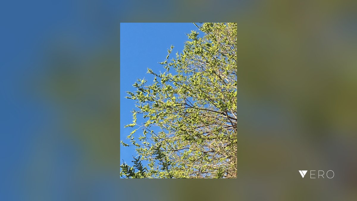 ressydm's tweet photo. Enjoying the light playing in the budding trees ๐ณ #nyc #nycphotographer #nature #nature2018 @VeroTrueSocial https://t.co/XPmFXiPdKj