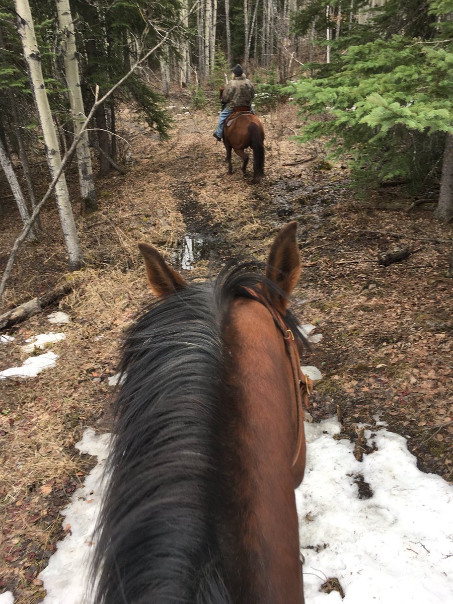 A perfect day.  A few hours on Pumpkin and a beautiful forest.  An old friend and beef jerky to go...