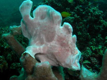 VolcanBeach's tweet photo. Gooooooood Morning
Happy #Monday, Happy #NewWeek
Happy #Fiesta to #Volcan #Naasag #Agoho #Yumbing
Thank you so much to our guest Rolf from switzerland for this wonderful photo of a #frogfish
#diving #underwaterphotography #FeelCamiguin https://t.co/nlRXioU2Ox