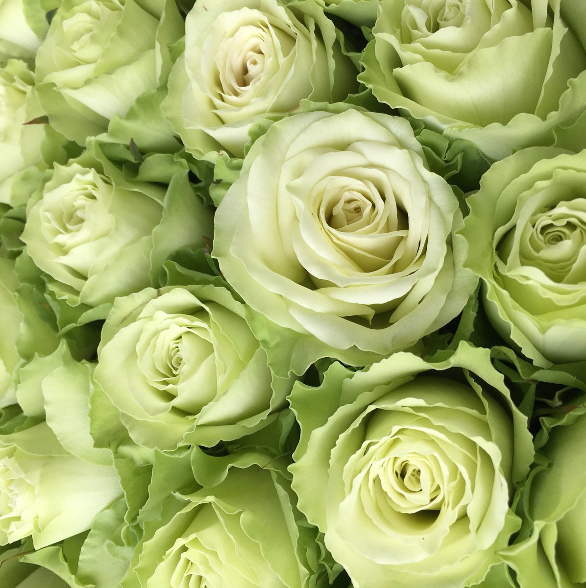 オリーブ على تويتر グリーンアレンジメントに添えたいライム色のバラ その名も ライム バラ グリーンのバラ ライム
