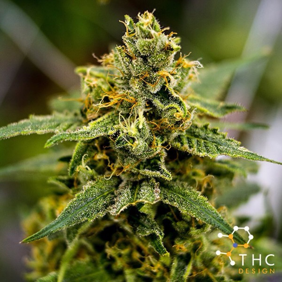 GrasspHealth's tweet image. THC Design Estate Grown Banana Master is a great Indica selection that is known to relieve work-related stress or depression. The second you open an Estate eighth of Banana Master, you will understand how it got its name. 🌳🍌✨ #THCDesign 

Grassp.it