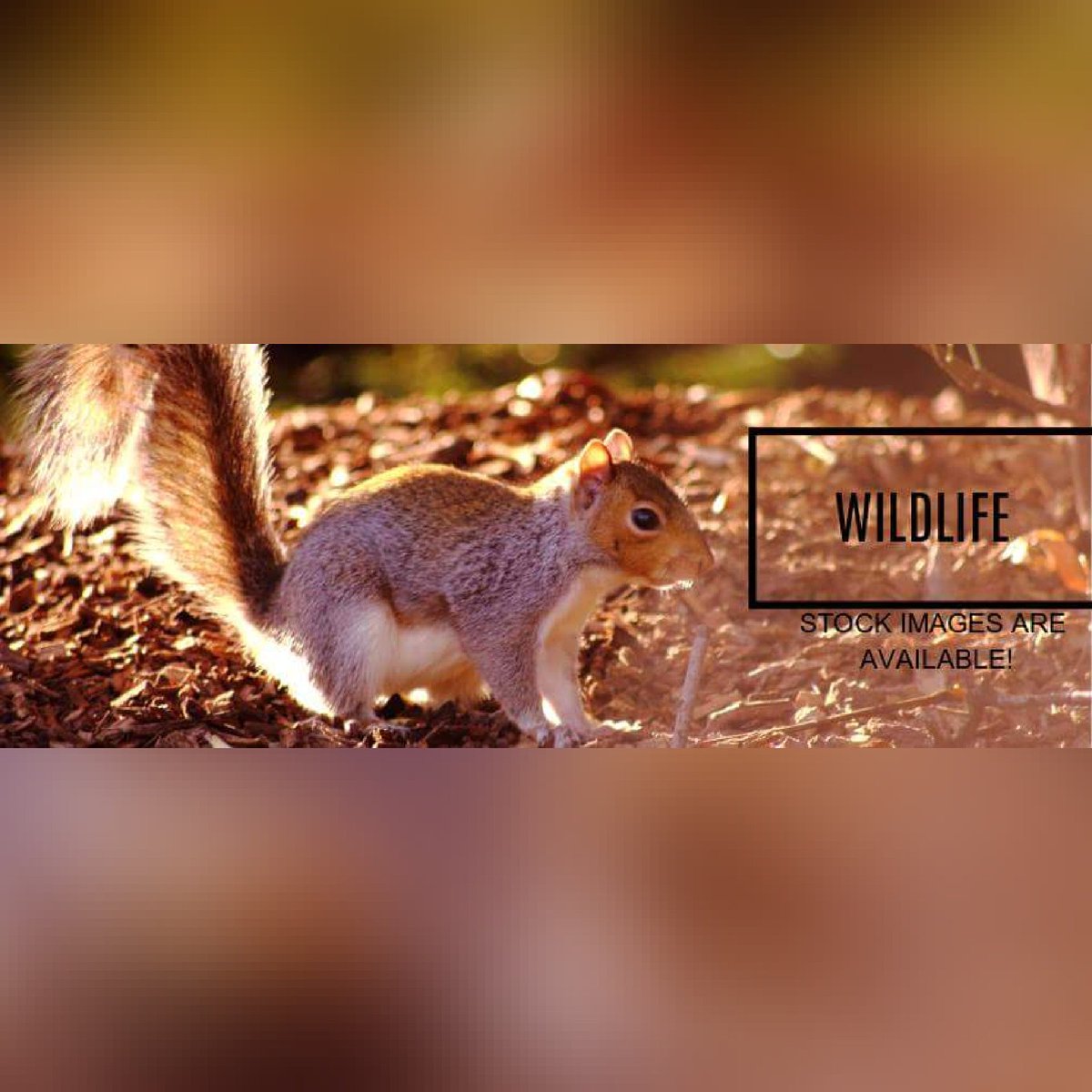 ecartercosplay's tweet photo. #elizabethcarter #wildlifephotography Can provide #stockimage #photography and #footage for your Videos and works etc, with low competive prices. Prints are avaliable too on request. *Message me for Price details.*
#wildlifephotographer #egcphotography #freelancer #freelance https://t.co/KIAycXoIbP