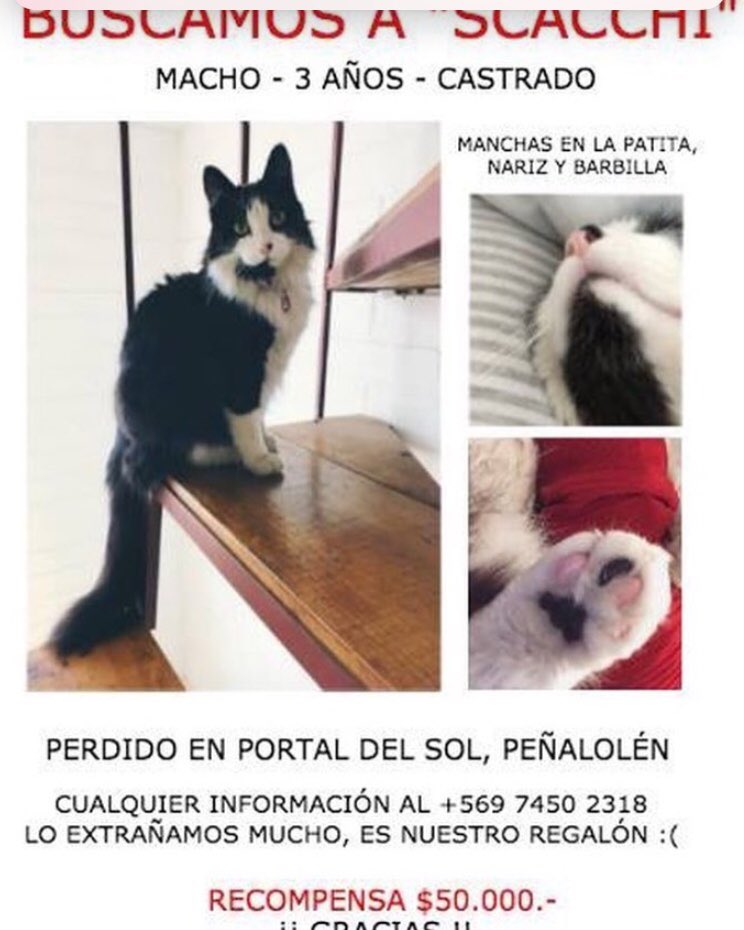 RebecaActivista's tweet photo. RT! Se busca #Scachi #Peñalolen @MascotasCl @PerrosPlazaHuem @MascotDFLCondes @Animalperdidocl https://t.co/rlcBwlKPsW