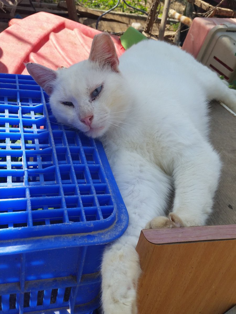 chachi_haven's tweet photo. Simon says: good night! ๐ฝ๐ค๐ค#catsoftwitter #streetcats #shelter #sanctuary #Israel #adopt #animalrescue #adoptdontshop #deafkitty https://t.co/xwLQC7ayzU