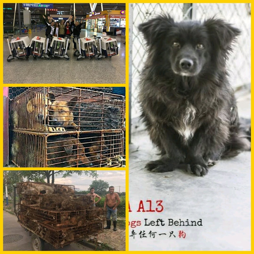 No Dogs Left Behind in China has Ada. Trying to get funding to help bring home Ada to New Hampshire to her family awaiting her. She survived the torture from the butcher's. Please help with her and 4 of her other friends to have a loving and SAFE home in the states. I need help.
