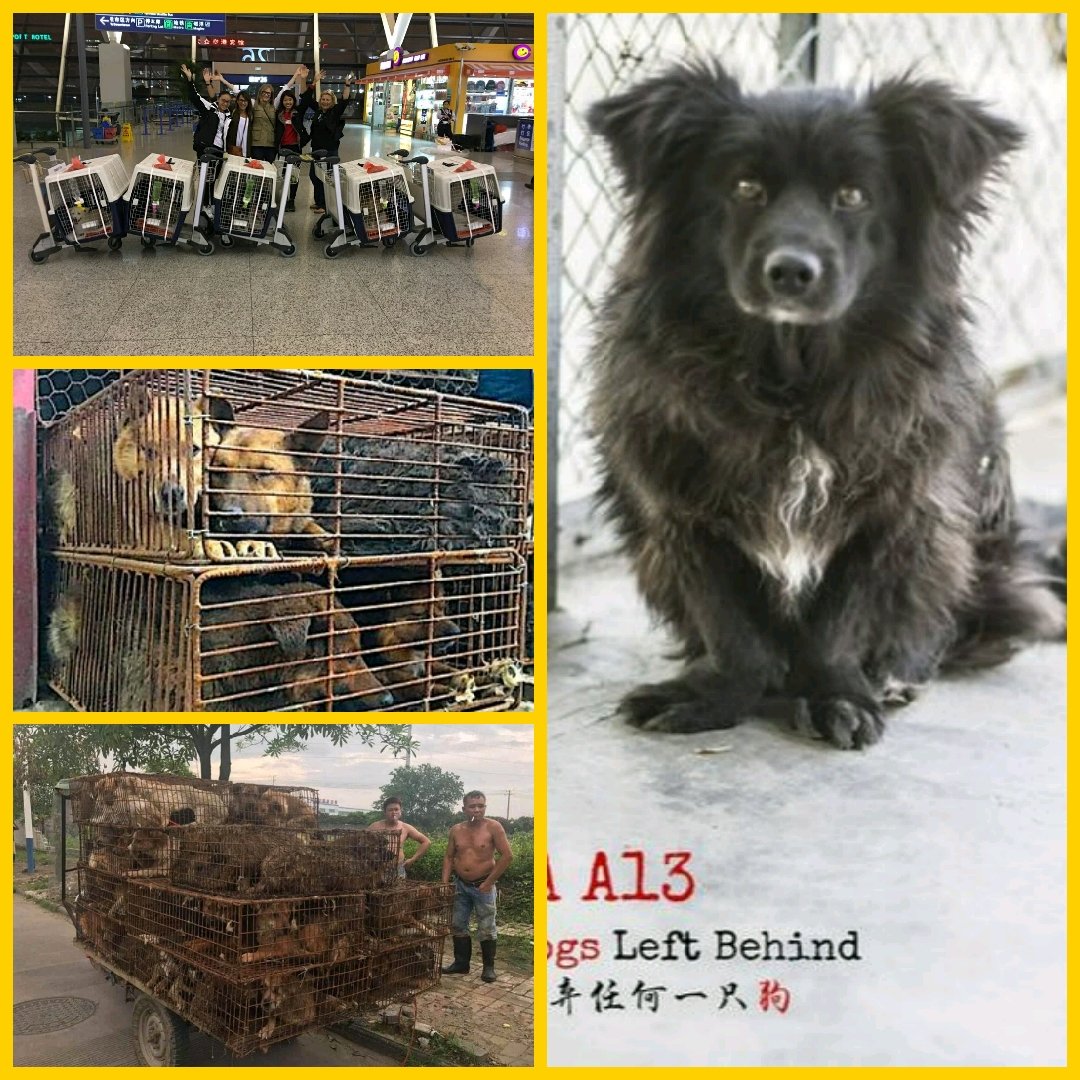 BillieOsmer's tweet image. No Dogs Left Behind in China has Ada. Trying to get funding to help bring home Ada to New Hampshire to her family awaiting her. She survived the torture from the butcher's. Please help with her and 4 of her other friends to have a loving and SAFE home in the states. I need help.