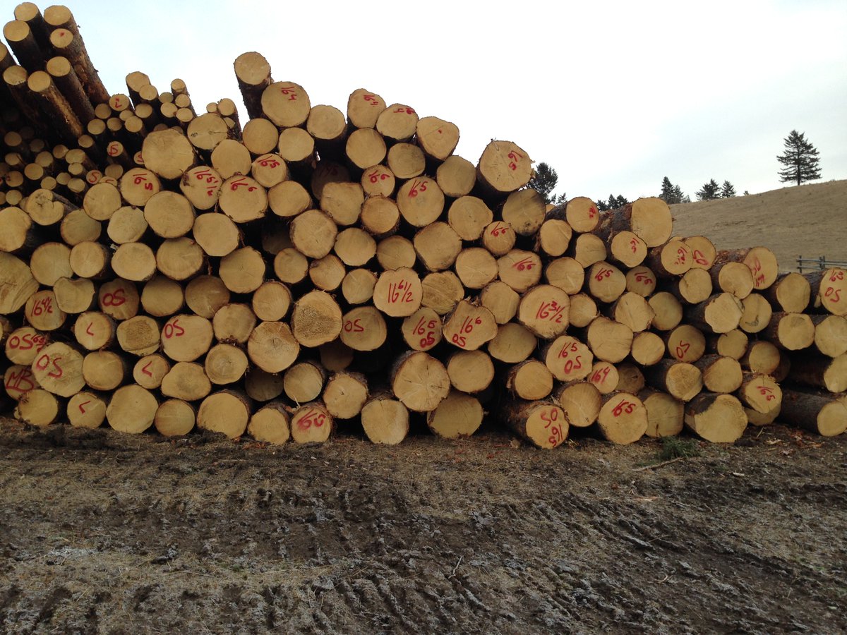 AlbertaAg's tweet photo. If you're looking for:
Primary wood manufacturers
Secondary wood manufacturers
Tree Nursery (Xmas, shelter belt, landscaping trees) Growers
Firewood sources
We have a new directory page for you! #AbForest Check it out: https://t.co/X0O0KDOqkI https://t.co/S2CqlbC6wr