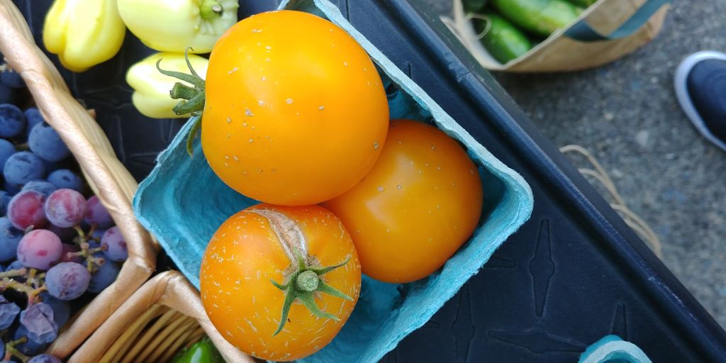 PacGardens's tweet photo. Last Farmers Market of the semester is Wednesday! Come get your fresh produce BEFORE finals! 
#PacificGardenProgram #FarmersMarket #UoPacific #Stockton #RobbGarden https://t.co/Ym1USRya9a