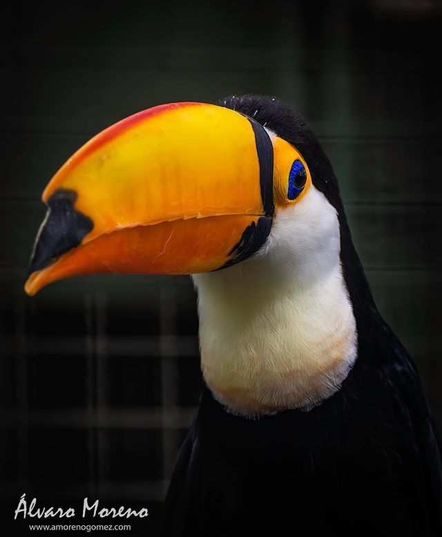 amorenogomez's tweet photo. What look!
#animal #animals #animales #toucan #tucan #zoo #zooacuariummadrid #madrid #españa #spain #beautiful #eye #bird #olympus #omd @esolympus #zuiko #zuiko40150 https://t.co/OVidWkWuQz https://t.co/wHlRLsyqoh