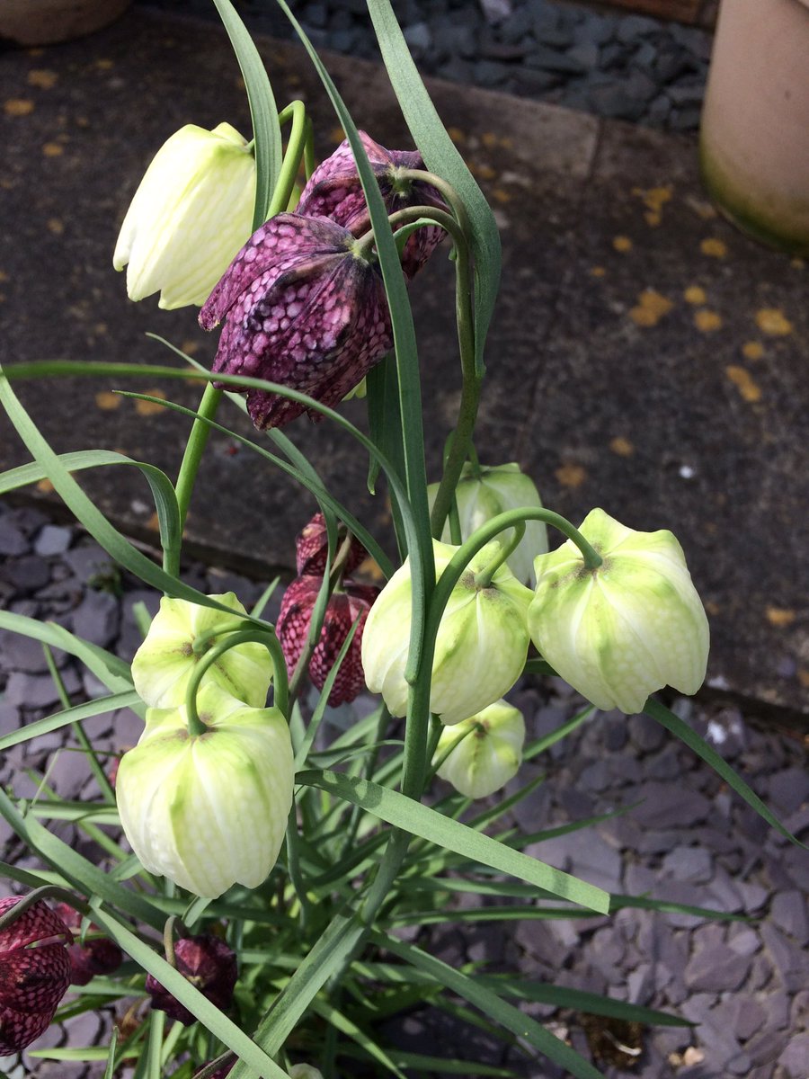 trishfletcheruk's tweet photo. Beautiful #fritillaria #amazingpatterns #delicateflowers https://t.co/sdPZfvkzZq