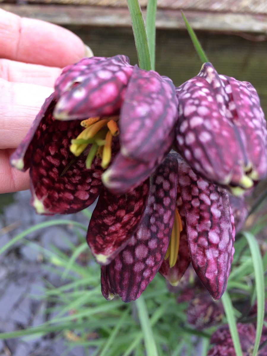 trishfletcheruk's tweet photo. Beautiful #fritillaria #amazingpatterns #delicateflowers https://t.co/sdPZfvkzZq