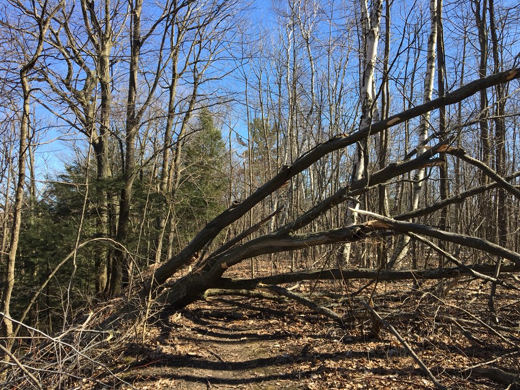 An afternoon walk along Highland Creek to the lake - entered Lower Highland Creek Park south Lawrence at Satok Terrace #ExploreToronto #highlandcreek #LoveTheRavines