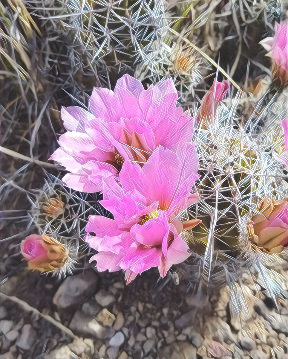 Stephfromarizo1's tweet photo. Beauty colors https://t.co/WK6om8RBoL