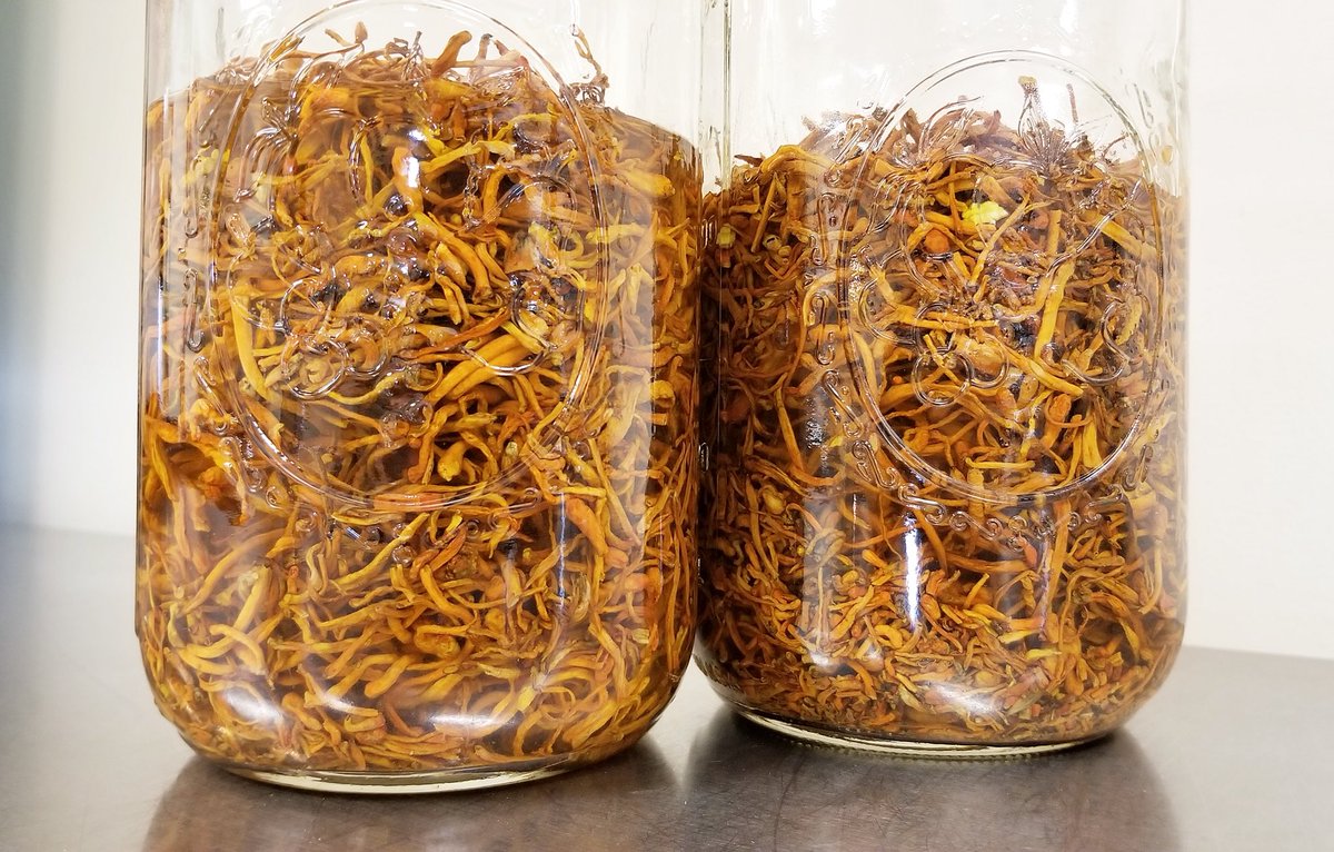 HEALING MUSHROOMS: Here’s the first batch of #organic #Cordyceps #mushrooms we’re adding to our farm’s mushroom #extracts.