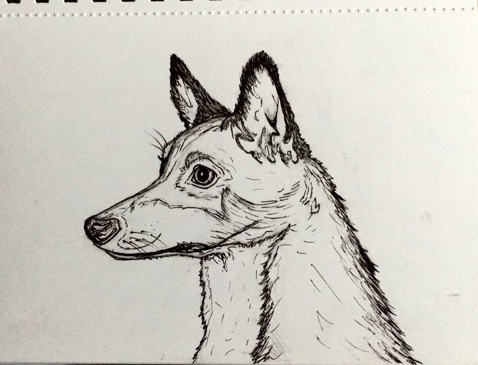 evelyn_arty's tweet photo. Quick sketches of the pup! https://t.co/DO5nQupQH7