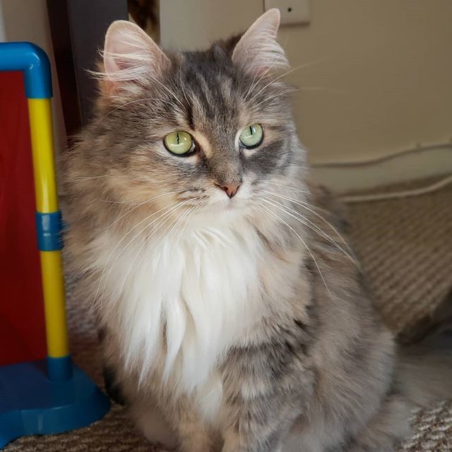 PizzlesTechTime's tweet photo. Camillas loving the nice weather! 
#PizzlesTechTime #PizzlesCatTime #camilla #kitty #cat #catsofinstagram #catsoftwitter https://t.co/QNOoaRPkdr https://t.co/vqF6zF29sd