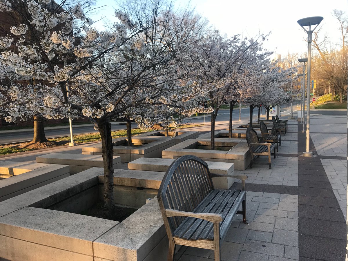 Jawminsky's tweet image. What a gorgeous view it was last week outside building 50. The NIH is so beautiful in the spring! 
#nihcampus #nih #nhlbi #postdoclife #bethesda #springindc #cherryblossoms