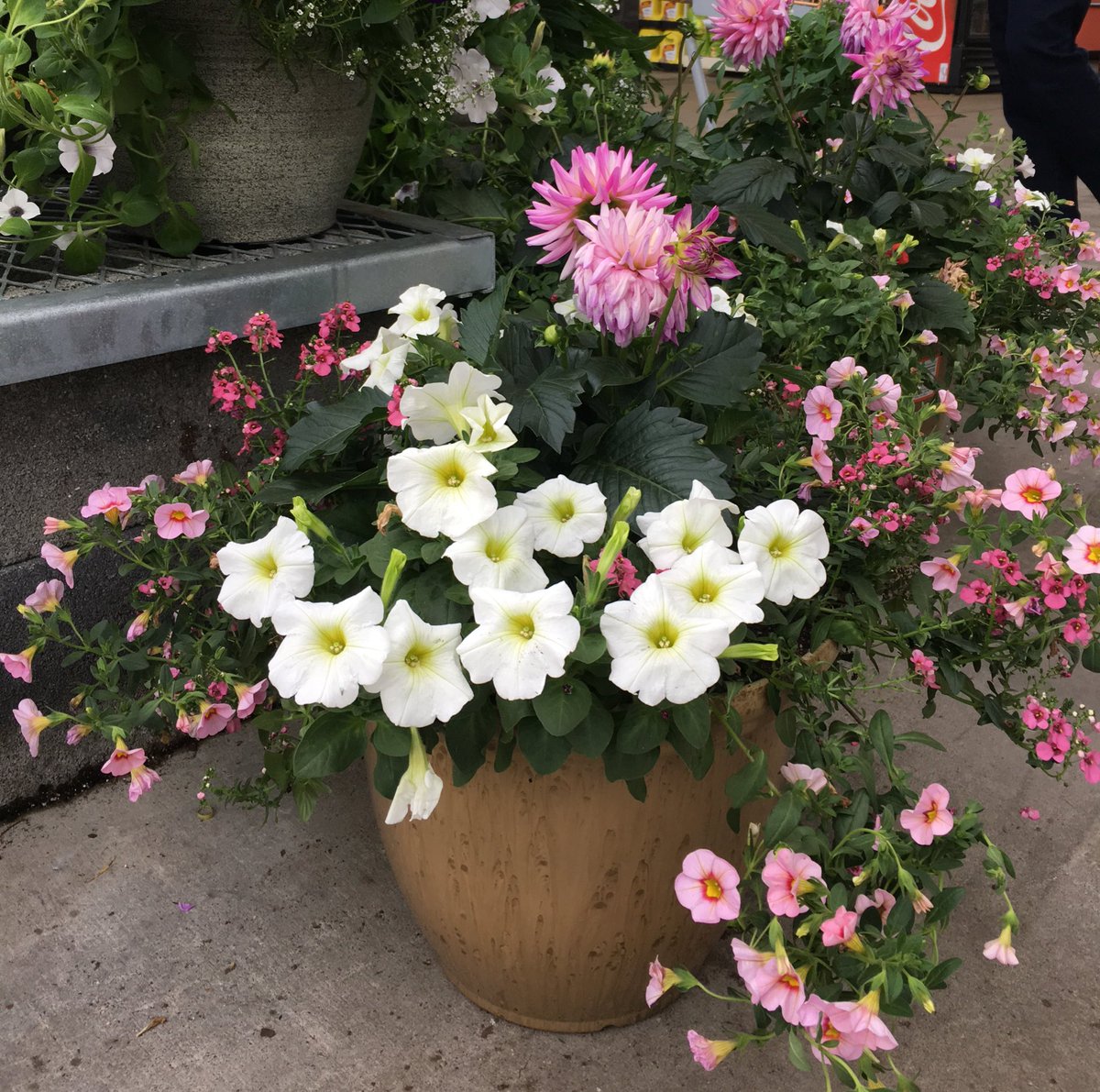 7Karthur's tweet photo. ❤️These beautiful Chatham Planters are my☀️sunshine on this🌥cloudy day! Camera shy shoppers are taking home these 2 carts of shrubs from Kingston Pike Home Depot! #HD730 #vanwingerdenstyle @jaybisping @Jaydeckard @NealMattison @VWIGreenhouse @RyanDon77463401 https://t.co/Nv2iMKzQRo